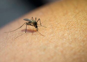 Medidas preventivas para evitar la proliferación del mosquito transmisor del dengue