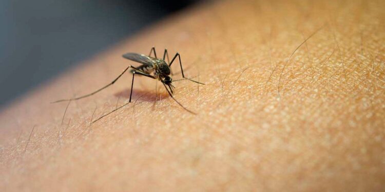 Medidas preventivas para evitar la proliferación del mosquito transmisor del dengue