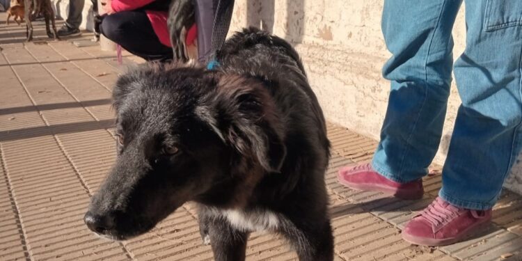 Se realizará una jornada de Castración Masiva en el Barrio Puerto