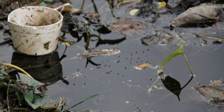 Temporada de dengue: Consejos de Bromatología para evitar la reproducción de mosquitos