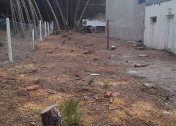 Guardaparques infraccionó a un concesionario por la tala indiscriminada de árboles