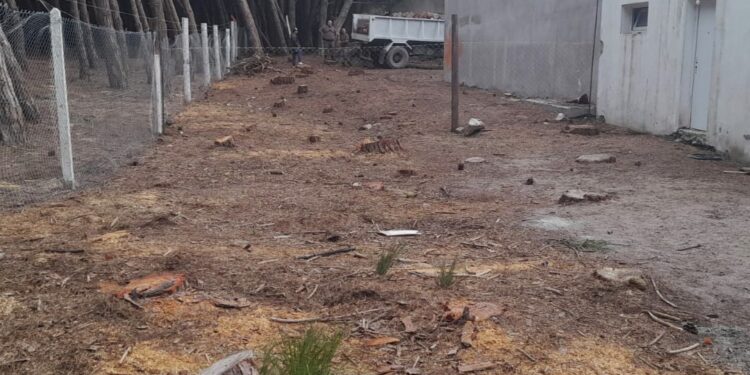Guardaparques infraccionó a un concesionario por la tala indiscriminada de árboles