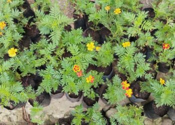 El Vivero Municipal entrega plantines de copete para huertas familiares