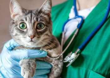 Para despedir el año, se realizará nueva jornada de castración masiva en Quequén