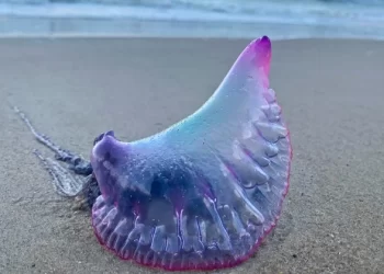 “Fascinante pero peligrosa”: qué es la temible Carabela Portuguesa que causa temor en las playas argentinas