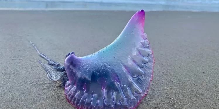 “Fascinante pero peligrosa”: qué es la temible Carabela Portuguesa que causa temor en las playas argentinas