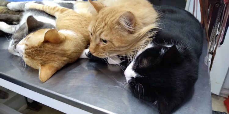 Se recuerda que el Quirófano Móvil atiende en el Parque durante todo el verano