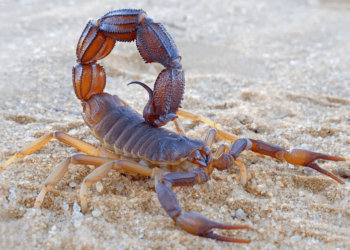 En temporada de alacranes, Bromatología brinda consejos para identificarlos