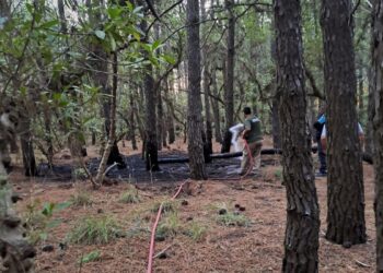 Principio de incendio en el Parque Miguel Lillo: Fue controlado por personal municipal