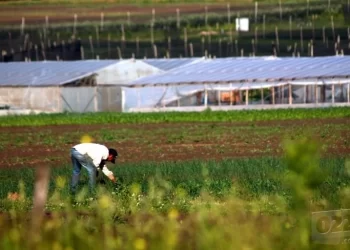 Productores advierten que podría haber grandes aumentos en verduras y desabastecimiento. Cómo impacta en Necochea
