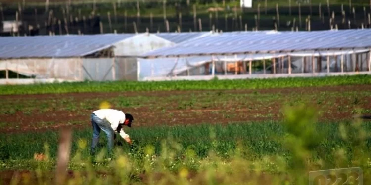 Productores advierten que podría haber grandes aumentos en verduras y desabastecimiento. Cómo impacta en Necochea