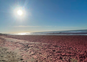 Investigadores del INIDEP determinaron las causas de la arribazón de algas en las playas locales y la costa atlántica