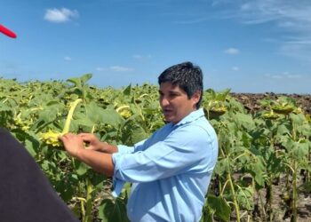 Desde el sudeste bonaerense, el girasol va por un nuevo salto en productividad y sanidad