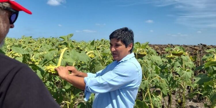 Desde el sudeste bonaerense, el girasol va por un nuevo salto en productividad y sanidad