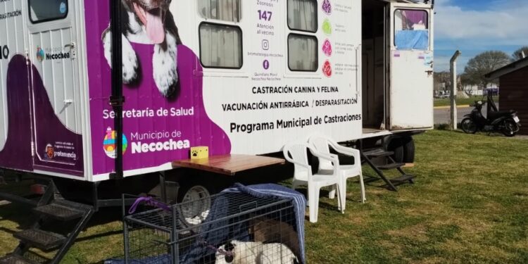Bromatología anuncia nueva jornada de castración masiva