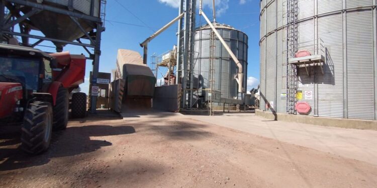Cambios en el régimen de emisión electrónica de comprobantes para el depósito y compraventa de granos
