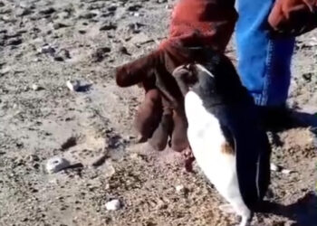 Rescataron un pingüino con manchas de petróleo en Quequén