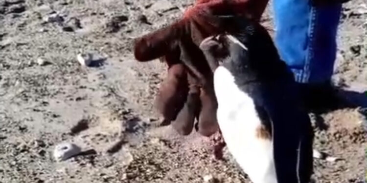 Rescataron un pingüino con manchas de petróleo en Quequén