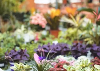 Susana Jensen Marchand (Garden Club Necochea): campaña solidaria para recaudar fondos en beneficio de la cooperadora del Hospital Municipal