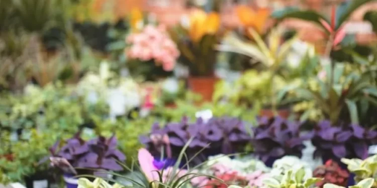 Susana Jensen Marchand (Garden Club Necochea): campaña solidaria para recaudar fondos en beneficio de la cooperadora del Hospital Municipal