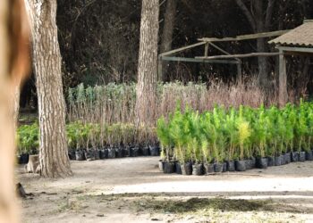 Necochea suma más verde: el vivero municipal entregó 930 árboles a vecinos