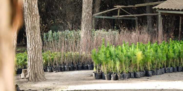 Necochea suma más verde: el vivero municipal entregó 930 árboles a vecinos