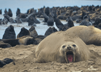 Nacimiento inédito de un elefante marino en Puerto Quequén: piden respeto y conciencia ambiental