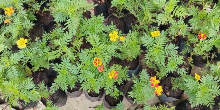 Mil plantines para la comunidad: nueva edición de la suelta de plantines en Necochea