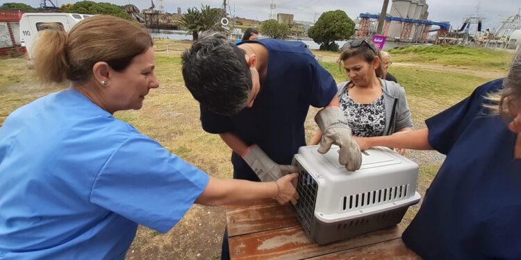 Nueva jornada gratuita de castración masiva de mascotas
