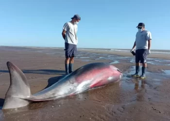 Hallazgo inusual en la costa: un zifio apareció varado en San Clemente del Tuyú