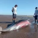 Hallazgo inusual en la costa: un zifio apareció varado en San Clemente del Tuyú