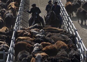 Fuerte ingreso de hacienda y ajuste de precios en el mercado agroganadero de Cańuelas