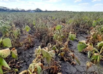 Alerta roja para la soja: la sequía ya recorta hasta 50% los rindes en la zona núcleo
