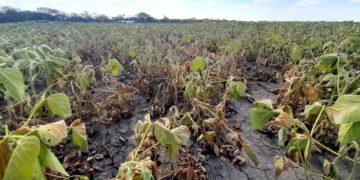 Alerta roja para la soja: la sequía ya recorta hasta 50% los rindes en la zona núcleo
