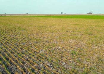 El déficit hídrico en el distrito de Necochea comienza a impactar en la producción ganadera
