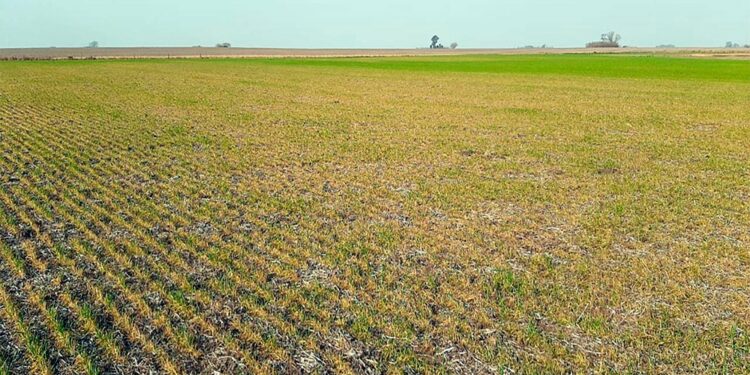 El déficit hídrico en el distrito de Necochea comienza a impactar en la producción ganadera