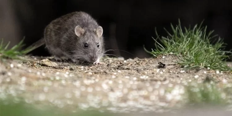 Confirman la primera muerte por hantavirus en Mar del Plata