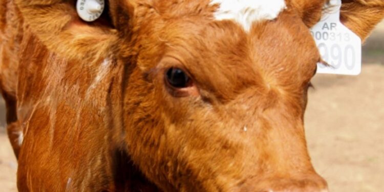 Ya rige la caravana electrónica en todo el país