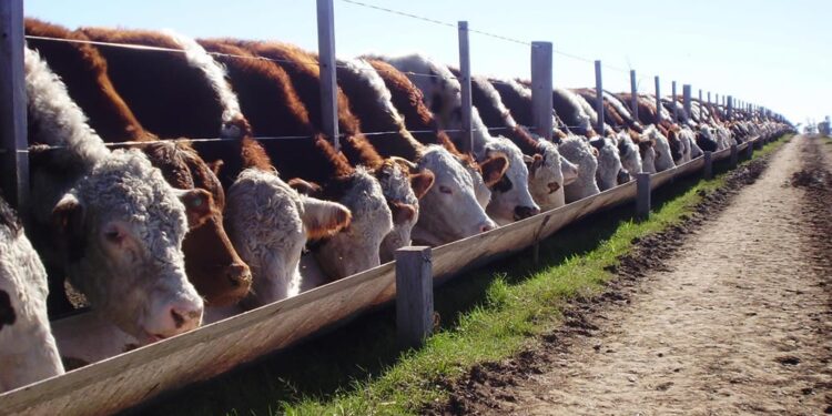 Ganadería: señales de recuperación de la recría pastoril y mayor integración con feedlots
