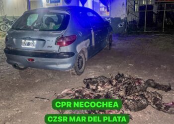 Cazaban de forma furtiva en la Ruta 86: tres detenidos y 30 vizcachas secuestradas