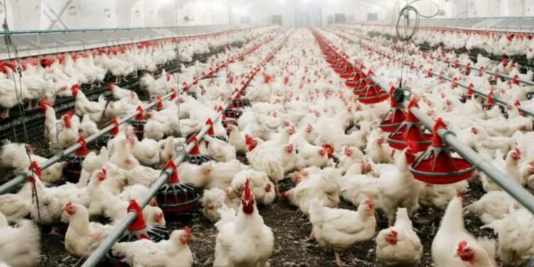 Gripe aviar: foco en Buenos Aires y alerta comercial para la cadena avíco