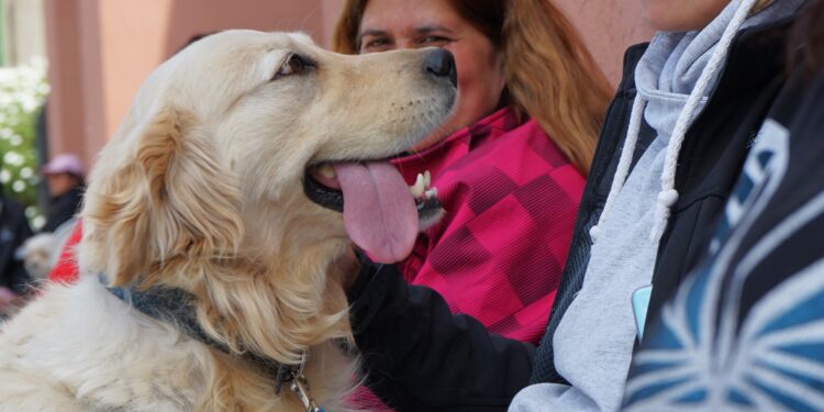 Jornada gratuita de castración masiva de mascotas en Necochea