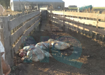Faena clandestina en un campo de Necochea: carnearon cuatro bovinos y robaron elementos