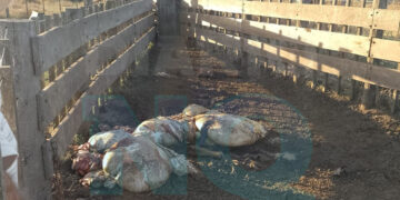 Faena clandestina en un campo de Necochea: carnearon cuatro bovinos y robaron elementos