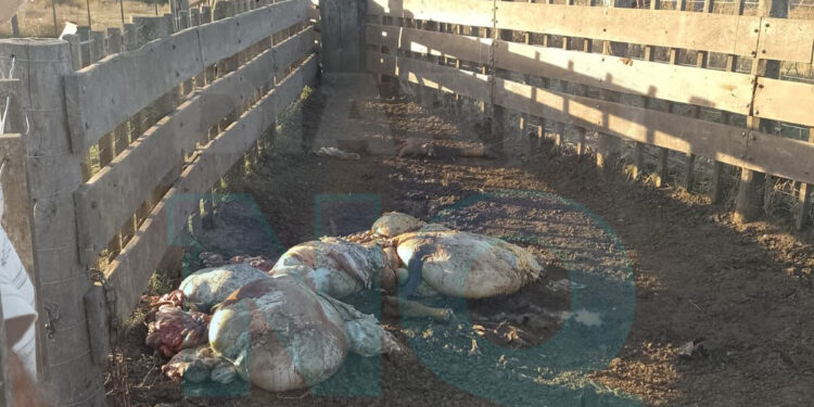 Faena clandestina en un campo de Necochea: carnearon cuatro bovinos y robaron elementos