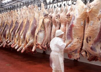 Faena bovina: febrero frenó la caída interanual pese al menor nivel en 15 años