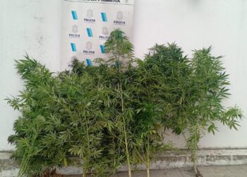 Golpe al delito en Necochea: allanamiento, dos detenidos y secuestro de droga tras un robo con disparos