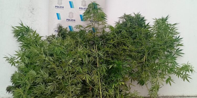 Golpe al delito en Necochea: allanamiento, dos detenidos y secuestro de droga tras un robo con disparos