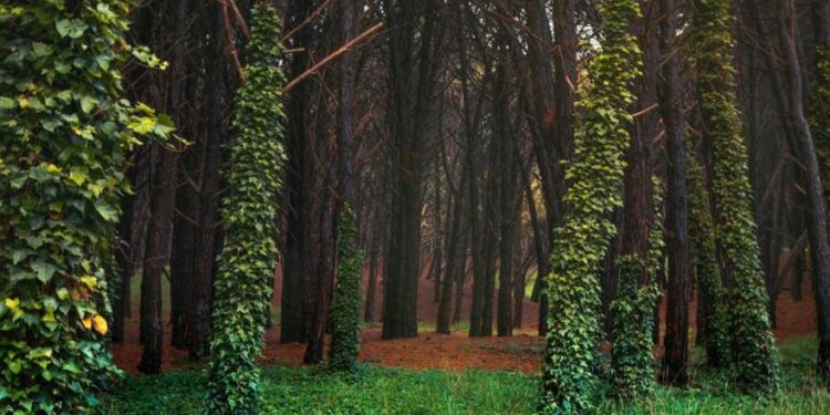 Alertan por caída de árboles y piden evitar circular por el Parque Miguel Lillo
