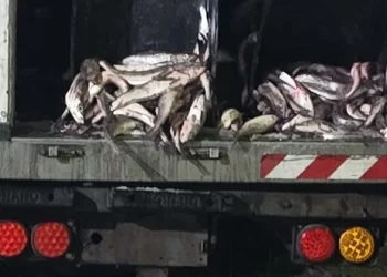 Incautaron 20 toneladas de pescado sin control sanitario rumbo a Mar del Plata